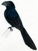 Groove-billed Ani