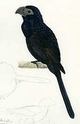 Groove-billed Ani