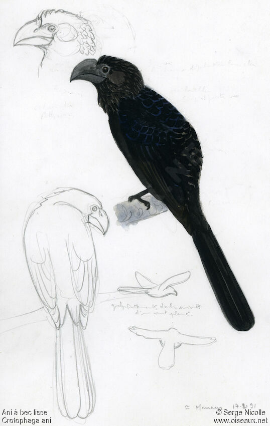 Smooth-billed Ani, identification