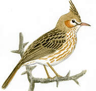 Lark-like Brushrunner