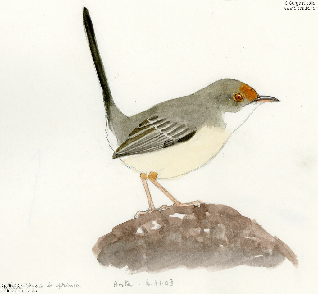 Red-fronted Prinia, identification