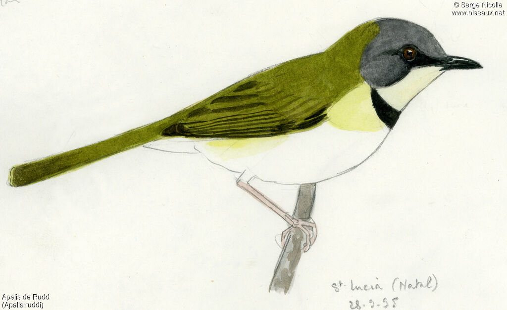 Apalis de Rudd, identification