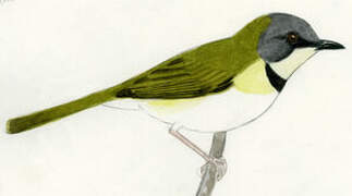 Rudd's Apalis