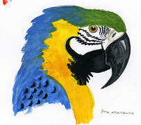 Blue-and-yellow Macaw