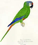 Blue-winged Macaw