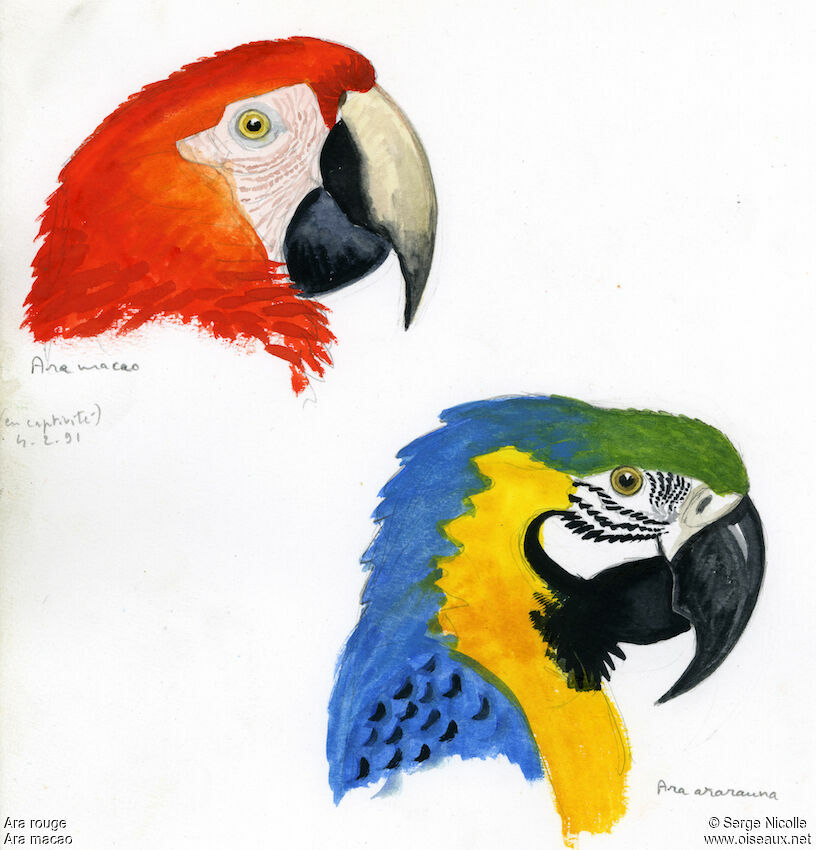 Scarlet Macaw, identification