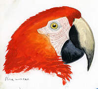 Scarlet Macaw