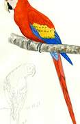 Scarlet Macaw