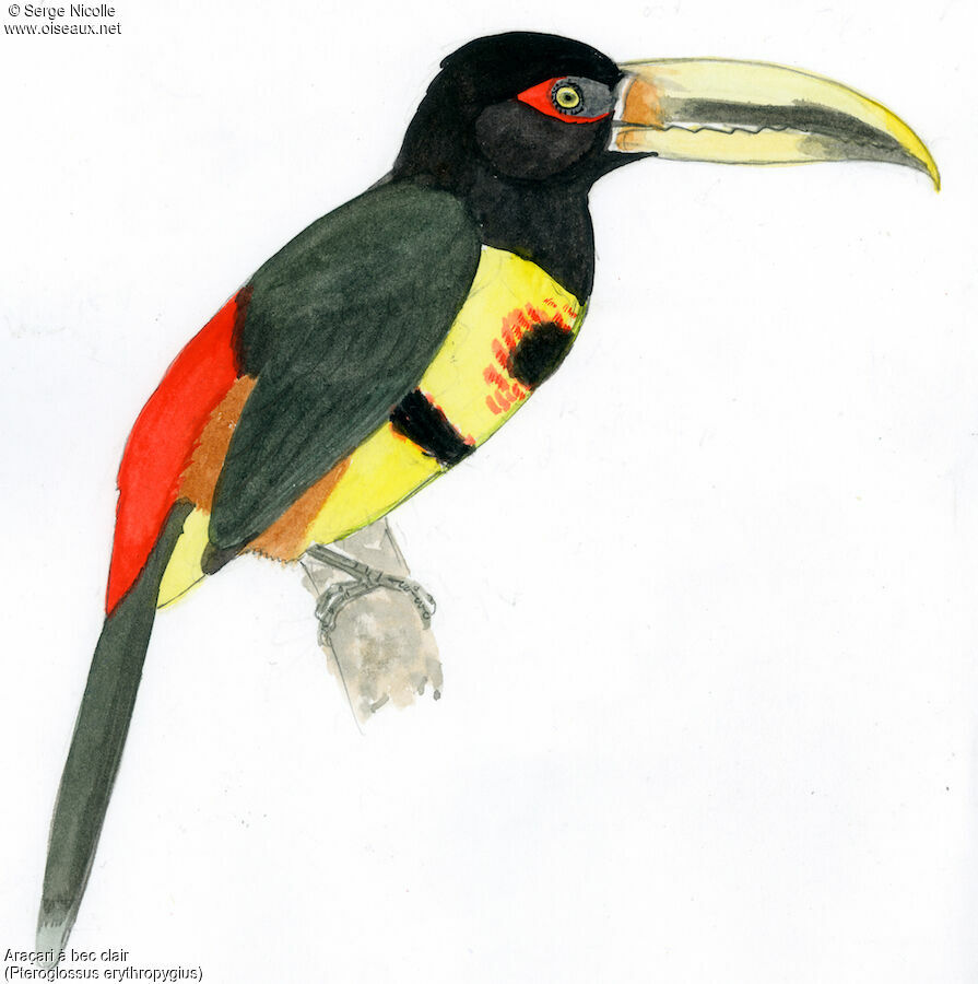 Pale-mandibled Aracari, identification