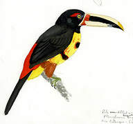 Pale-mandibled Aracari