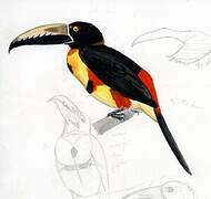 Collared Aracari