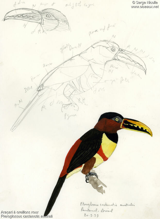 Chestnut-eared Aracari, identification