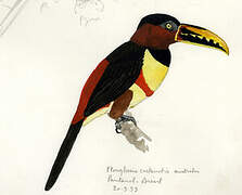 Chestnut-eared Aracari