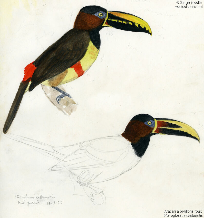 Chestnut-eared Aracari, identification