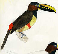 Chestnut-eared Aracari