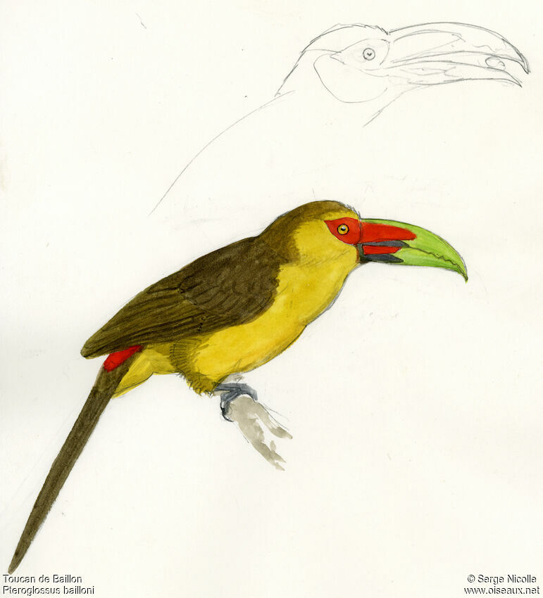 Saffron Toucanet identification