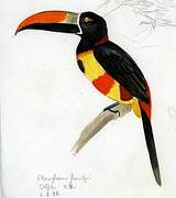 Fiery-billed Aracari