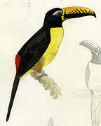 Lettered Aracari