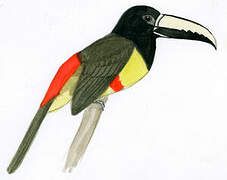 Black-necked Aracari