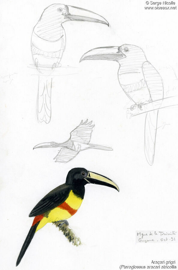 Black-necked Aracari, identification