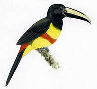 Black-necked Aracari