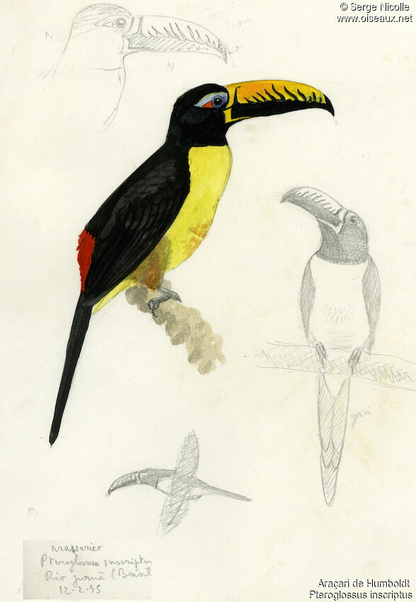 Lettered Aracari identification