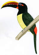 Green Aracari