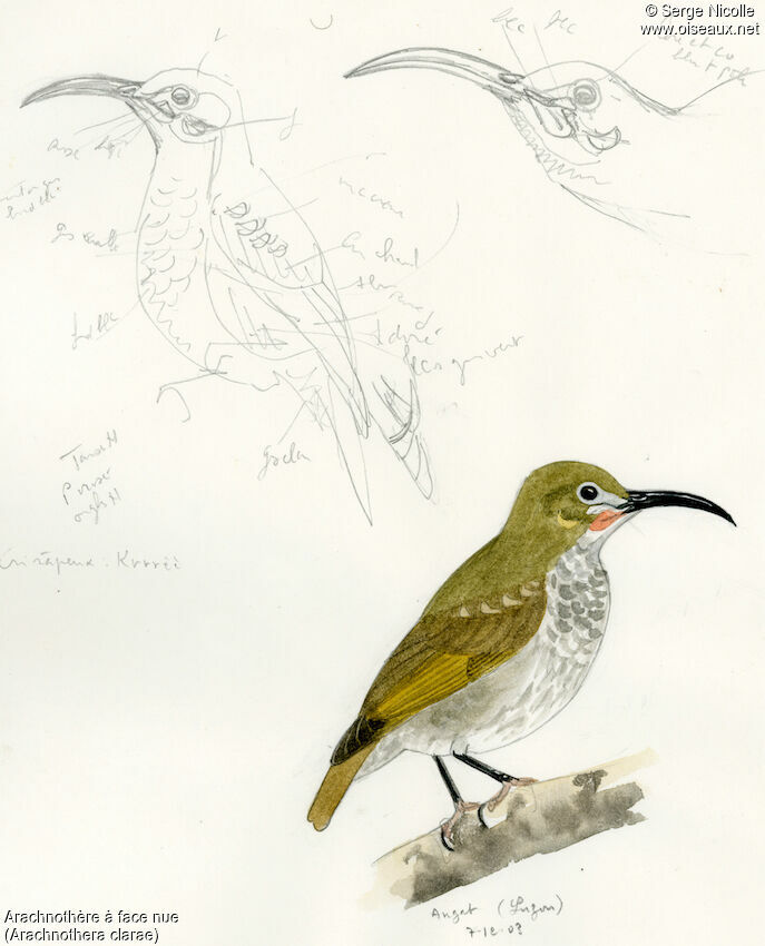 Naked-faced Spiderhunter, identification