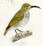 Naked-faced Spiderhunter