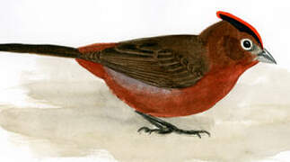 Red Pileated Finch