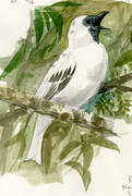 Bare-throated Bellbird