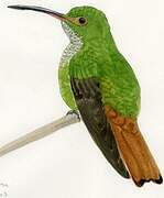 Rufous-tailed Hummingbird