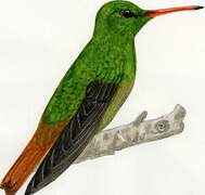 Rufous-tailed Hummingbird