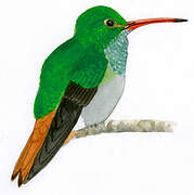 Rufous-tailed Hummingbird