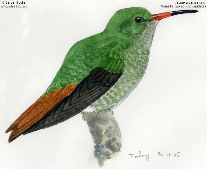 Rufous-tailed Hummingbird, identification