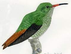 Rufous-tailed Hummingbird