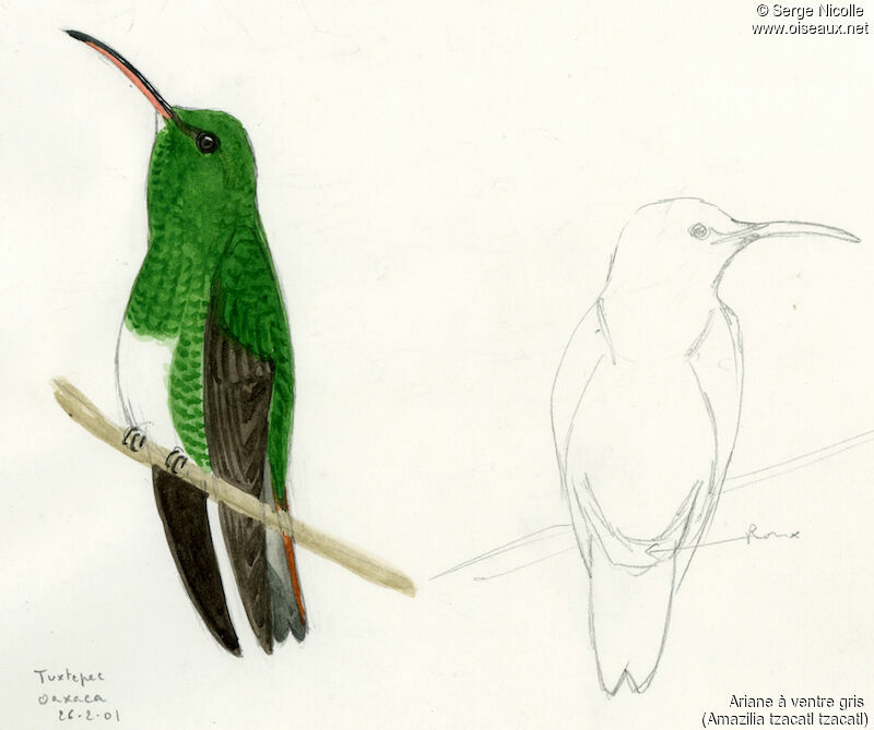 Rufous-tailed Hummingbird, identification