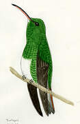 Rufous-tailed Hummingbird