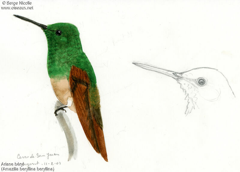 Berylline Hummingbird, identification