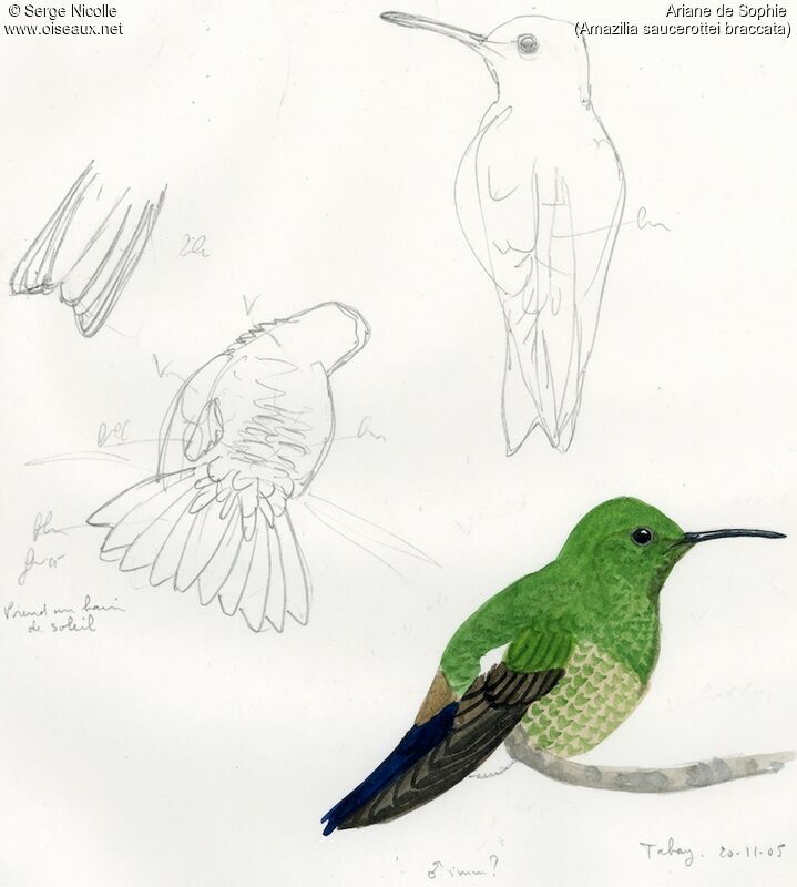Steely-vented Hummingbird, identification