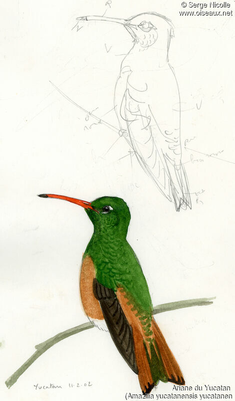 Buff-bellied Hummingbird, identification