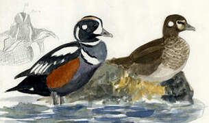 Harlequin Duck