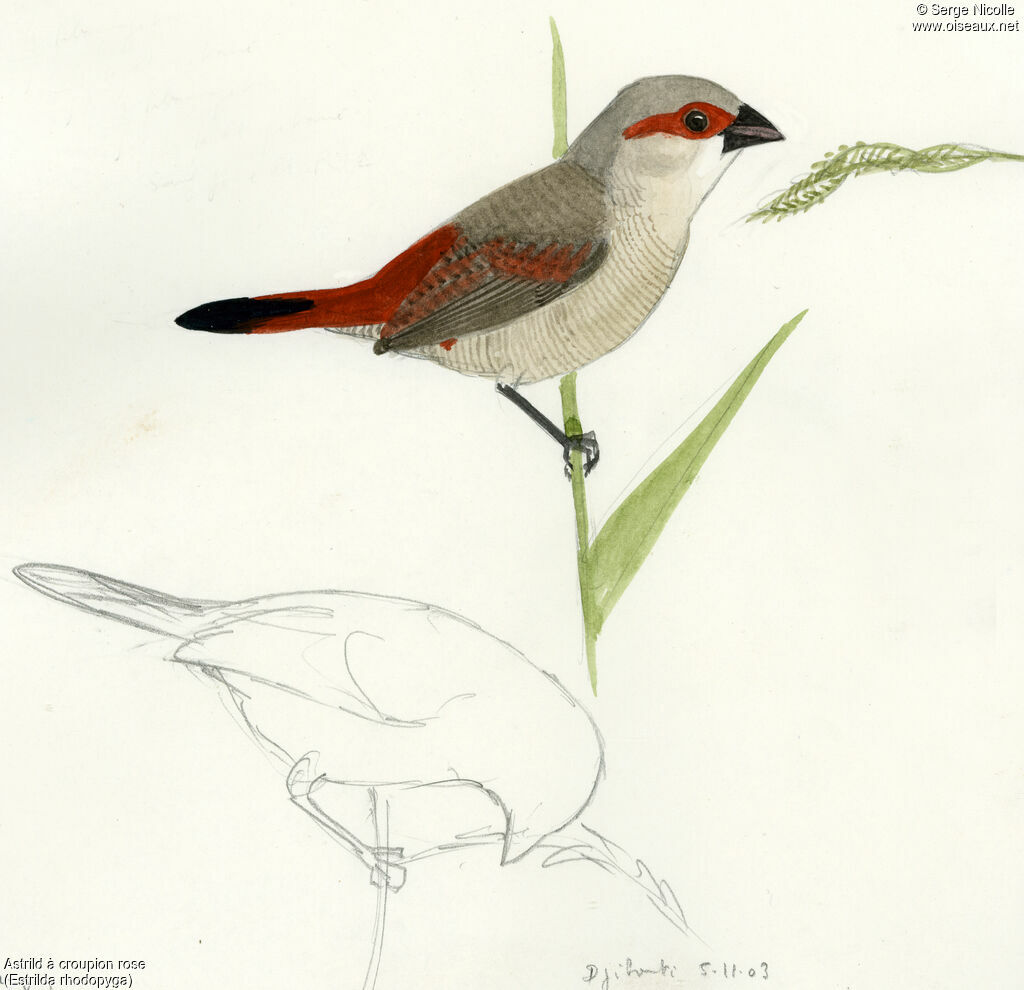 Crimson-rumped Waxbill, identification