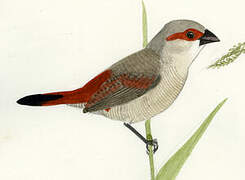 Crimson-rumped Waxbill