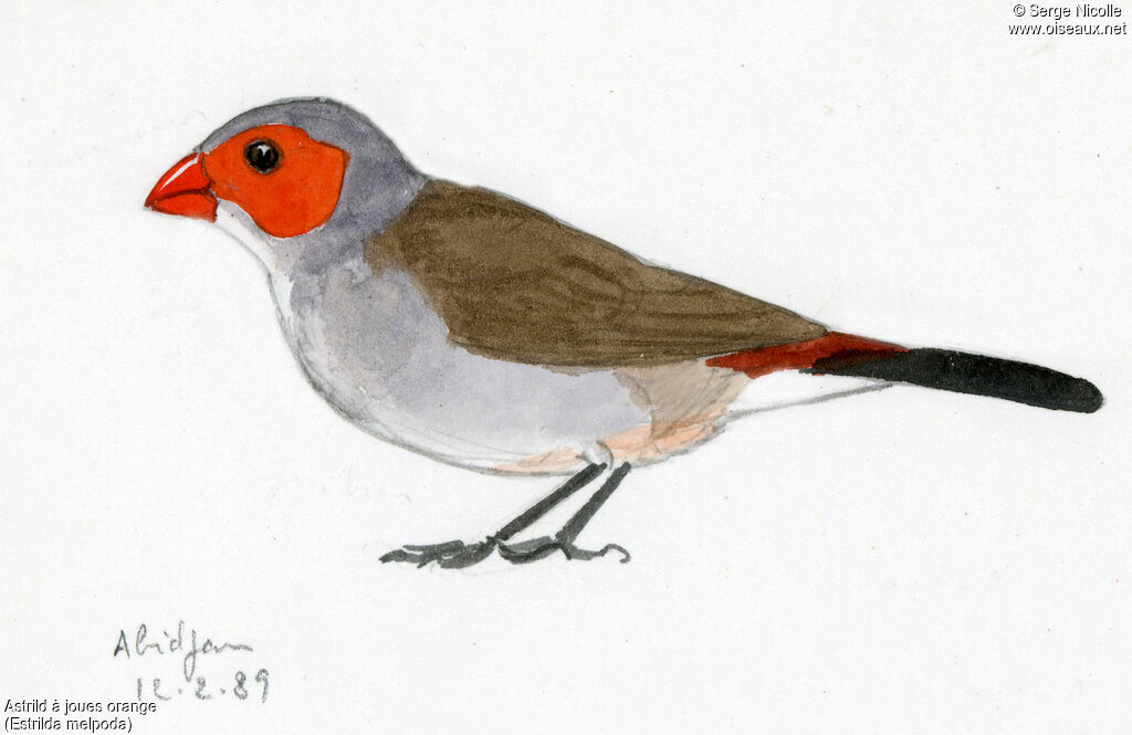 Orange-cheeked Waxbill, identification