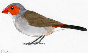 Orange-cheeked Waxbill