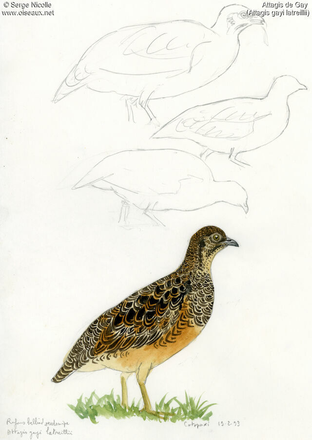 Rufous-bellied Seedsnipe, identification