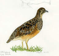 Rufous-bellied Seedsnipe