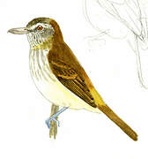 Bright-rumped Attila