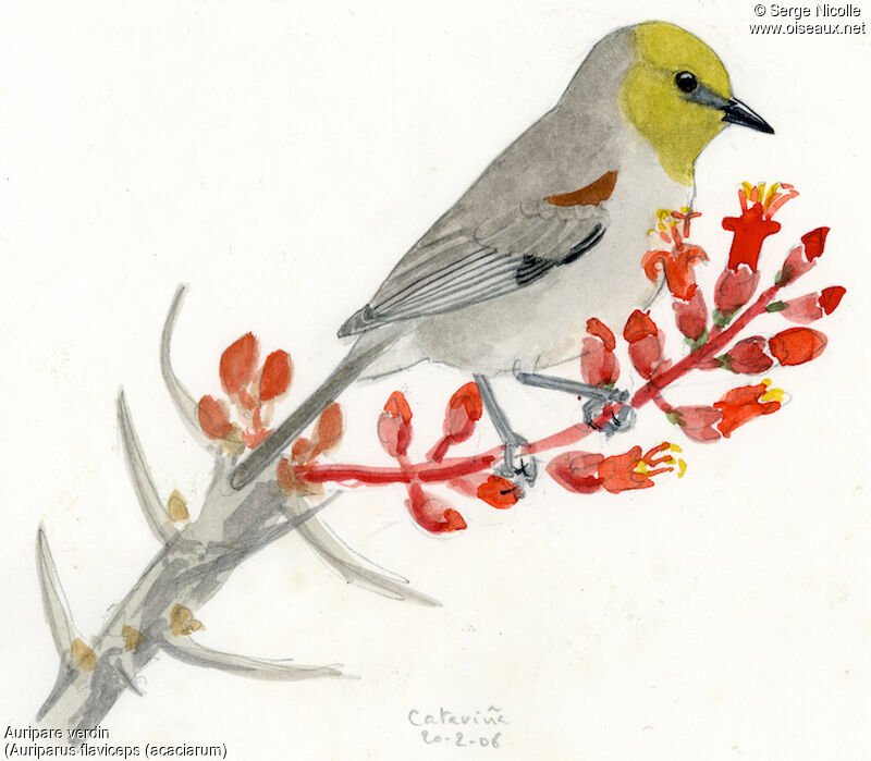 Verdin, identification